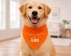 Dog wearing an orange bandana with 'Leo' on it in a home setting